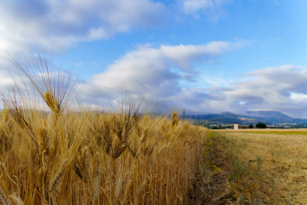 agricultural landscape ,wheat field with a cloudy sky in the background