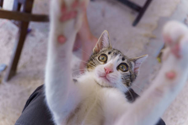 istock little kitten lying on its owner's legs in attack position 2158806446