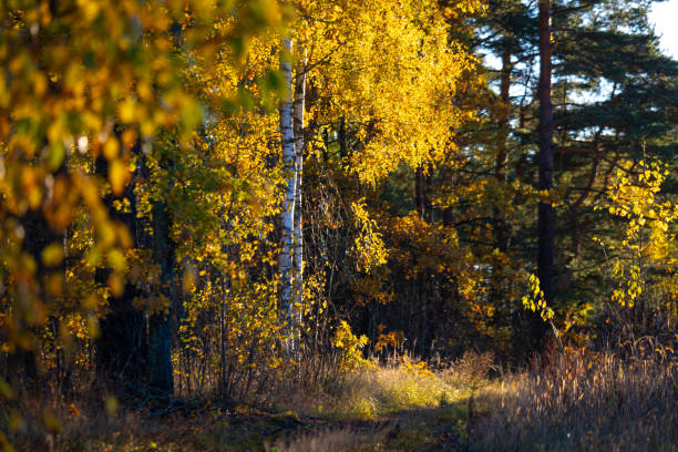 Beautiful small forest road surrounded by autum nature. Natural fall season scenery in Latvia, Northern Europe.