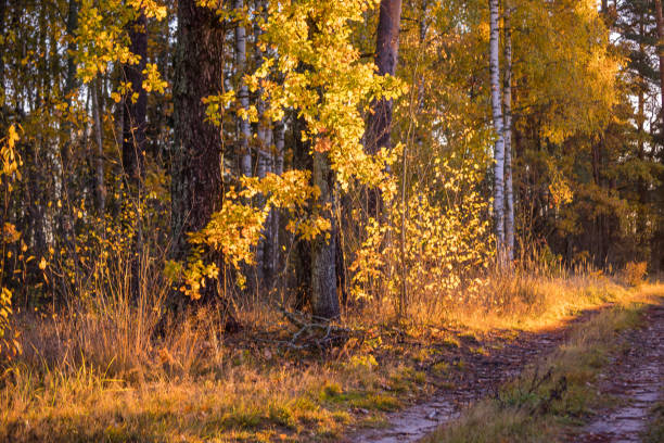 Beautiful small forest road surrounded by autum nature. Natural fall season scenery in Latvia, Northern Europe.
