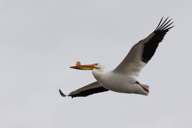 istock American White Pelican in flight with breeding horn growth 2158808819