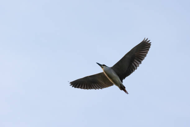 istock Black-crowned Night-heron in flight at dusk 2158808831