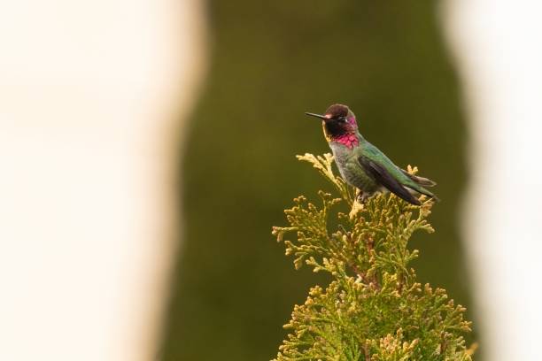 istock Anna's Hummingbird perched on an evergreen tree or shrub 2158808976
