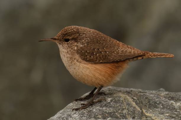 istock Rock Wren isolated on a rock 2158809010