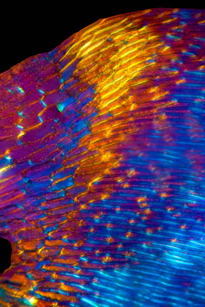 istock Abstract micrograph of a leaf from Bryoandersonia illecebra at 200x. 2158809787