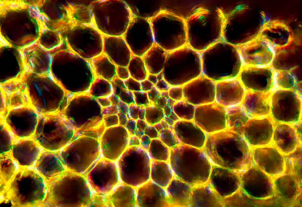 Transverse section of a branch of the moss Bryoandersonia illecebra, that looks like a honeycomb, from Goodwin State Forest in Hampton, Connecticut, with polarization at 400x.