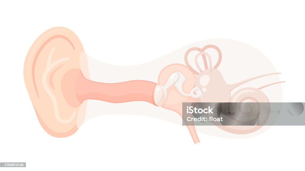 Ear Insilating Ear Structure Stock Illustration - Download Image Now - Anatomy ...