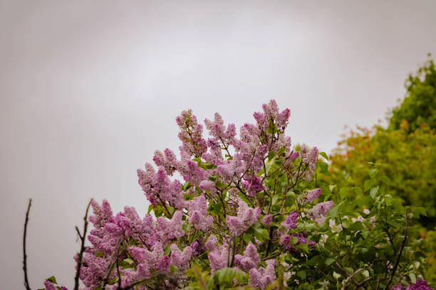 Clusters of purple lilac bloom in spring.