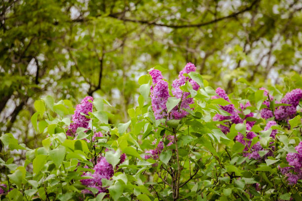 Clusters of purple lilac bloom in spring.