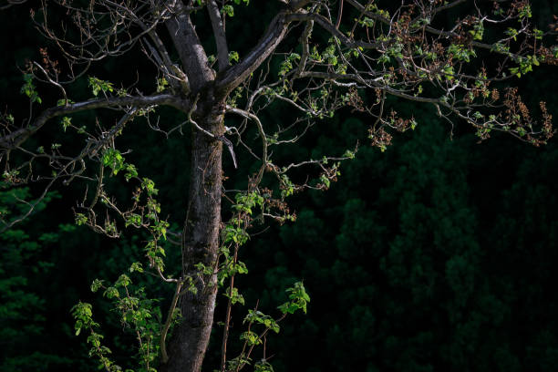 Young leaf tree in the morning sun