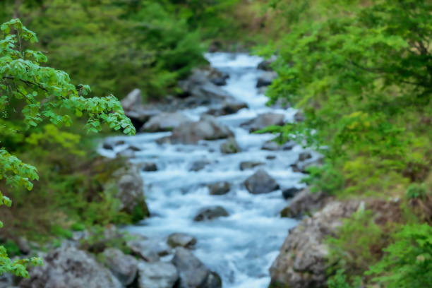 A mountain stream in the midst of fresh greenery