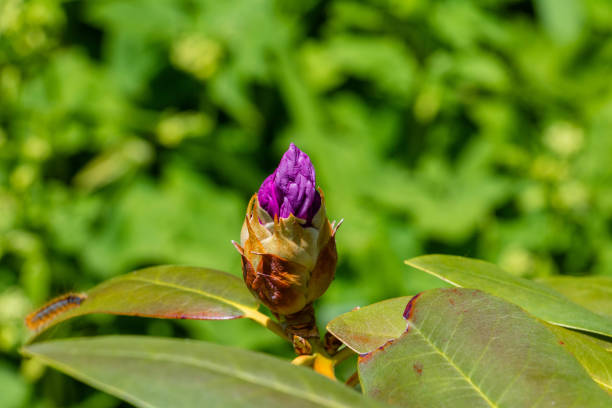 Two flower buds on a green background.