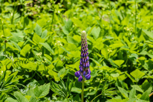 Stalks of colorful lupine blossoms grow in a field on Cape Cod on a May morning.
