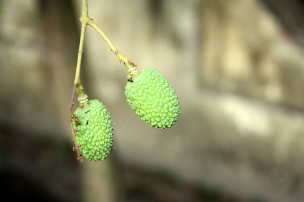 Lychee (Litchi chinensis) belongs to the the soapberry family, Sapindaceae. Litchi or lychee bears fleshy fruits. Fruits vary in shape from round to ovoid to heart-shaped. The thin, tough skin is green when immature, ripening to red or pink-red, and is smooth or covered with small sharp protuberances roughly textured. The rind is inedible but easily removed to expose a layer of translucent white flesh with a floral smell and a sweet flavor. The skin turns brown and dry when left out after harvesting. The fleshy, edible portion of the fruit is an aril, surrounding one dark brown inedible seed.