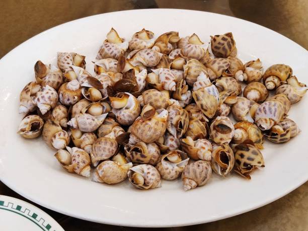 istock Steamed Sea Snail 2158813443