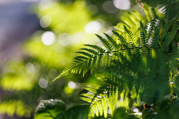 istock Beautiful green fern 2158813689
