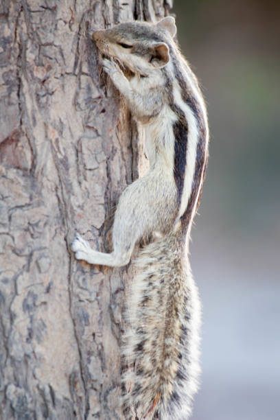 istock A close-up of an Indian palm squirrel climbing a Neem tree trunk. 2158814604