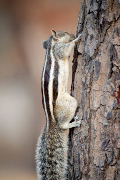 A close-up of an Indian palm squirrel climbing a Neem tree trunk.