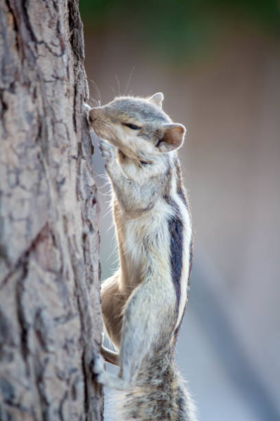 istock A close-up of an Indian palm squirrel climbing a Neem tree trunk. 2158814683