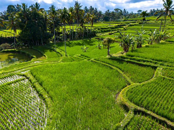 Rice fields in Payangan district, Bali, Indonesia