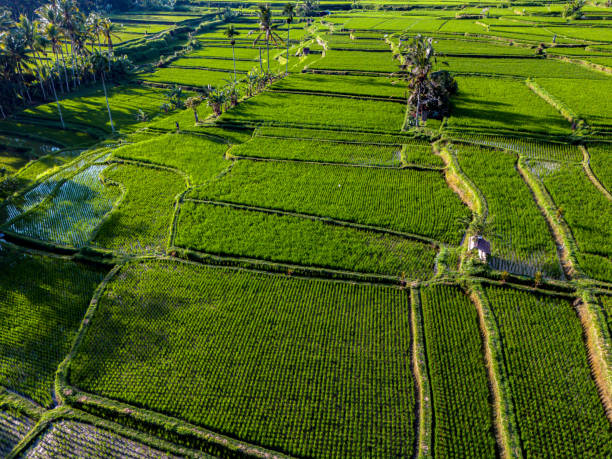 istock Rice fields in Payangan district, Bali, Indonesia 2158814973