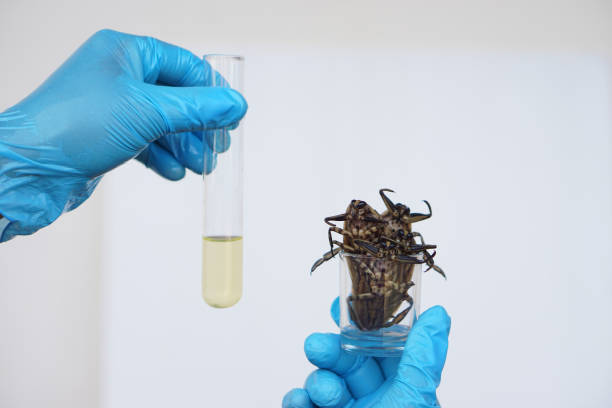 Close up scientist holds giant water bug or pimp to do science experiment about smell extract to mix food. Concept, research about insects and bugs. Scientific, biology lesson. un científico de cerca sostiene un insecto de agua gigante o un proxeneta para hacer un experimento científico sobre el extracto de olor para mezclar alimentos. concepto, investigación sobre insectos y bichos. lección de ciencia, biología.
