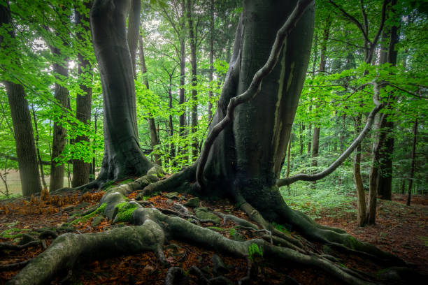 istock Two old tree roots covered with moss growing in green forest. 2158818053