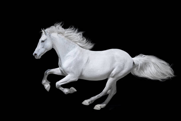istock Horse run gallop on black 2158819060