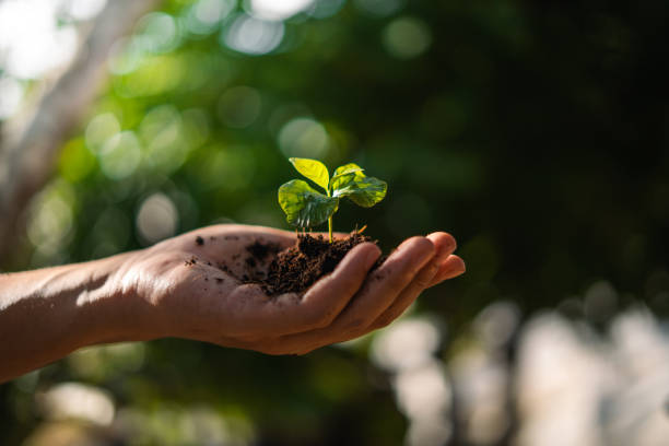 istock Environmental concept, young tree growing on hands with natural evening light. 2158819494