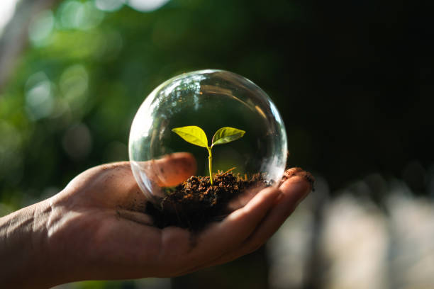 istock environment concept young tree in crystal ball in hand, protect tree 2158819505