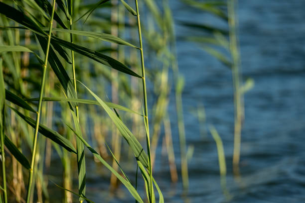 Lake Titicaca.Peru