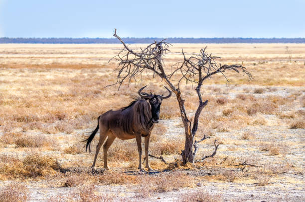 Blue wildebeest (Connochaetes taurinus) seeks protection from the sun, Etosha National Park, Namibia.  Horizontal.