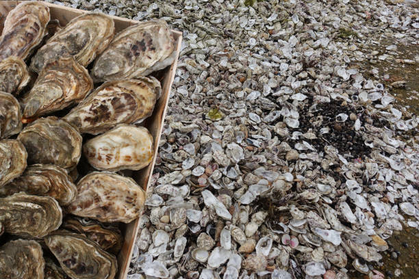 In Korean mud flats, there is a way to catch clams by scratching mudflats with ho-mi or hooks.