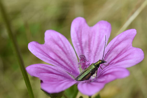 Close-up of a swollen-thighed beetle (Oedemera nobilis) sitting on the purple flower