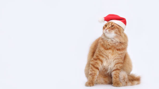 istock Cat wearing Santa Claus xmas red cap. 2158822625