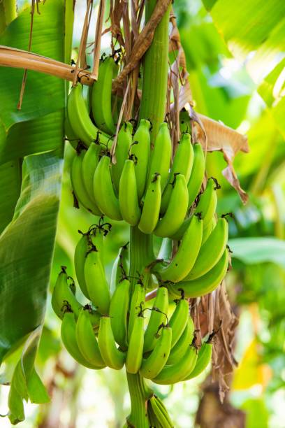 istock fresh young banana bunch 2158822926