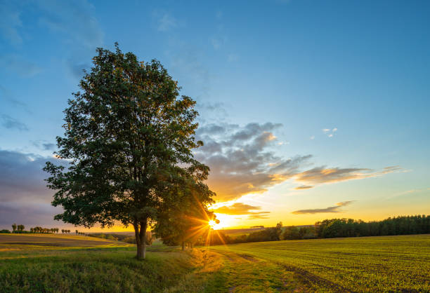 istock Field Landscape with Linden Trees at Sunset 2158824621