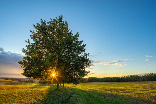 istock Rural Landscape at Sunset, the Sun is shining through a Linden Tree 2158824679