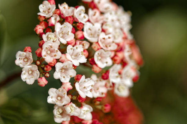 istock Delicate white petals with pink hues flourish outdoors under daylight. 2158825475