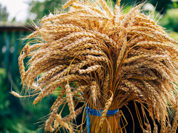 istock Wheat sheaves in focus against blurred greenery, emphasizing agricultural yield. 2158825515