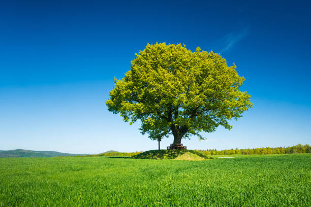 istock Solitary Oak Tree in Green Field under Blue Sky in Spring 2158825690