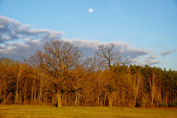 istock A field in front of a forest under a sky with the moon. 2158825789