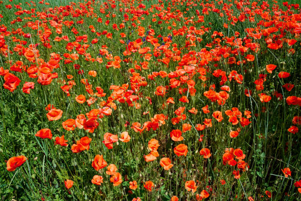 istock The image shows a sunny day in a poppy field. 2158825825