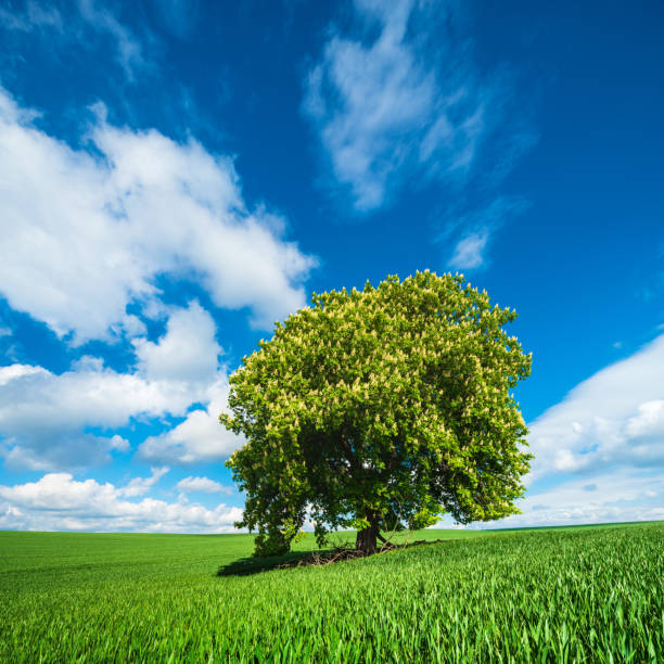 Solitary Horse Chestnut Tree in Full Bloom, Green Field, Spring Landscape under Blue Sky with cumulus clouds