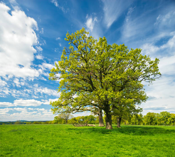 closeup alone tree among green forest glade, early spring outdoor scene