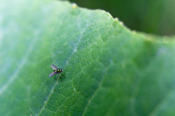 Close up of long-legged fly