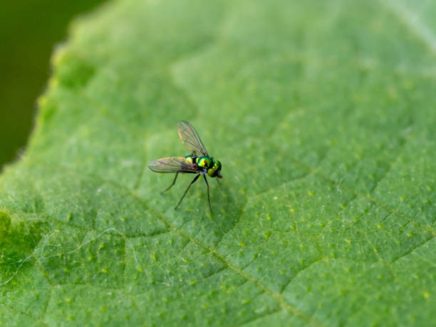 istock Close up of long-legged fly 2158827484