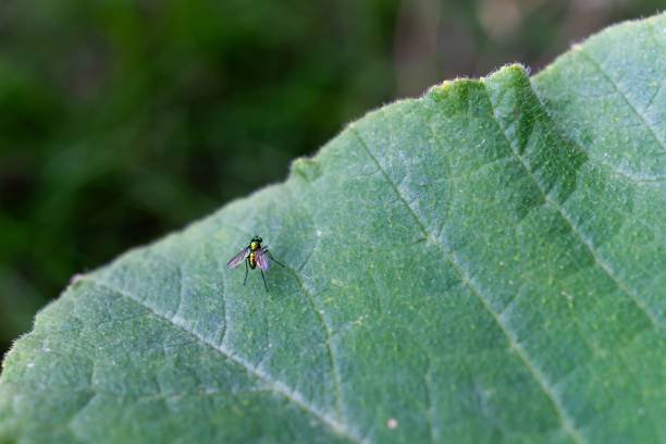 Close up of long-legged fly