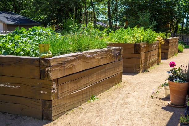 istock Vegetable garden with raised beds in the backyard with cabbage and peppers 2158827587