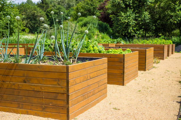 istock Vegetable garden with raised beds in the backyard with cabbage and peppers 2158827594